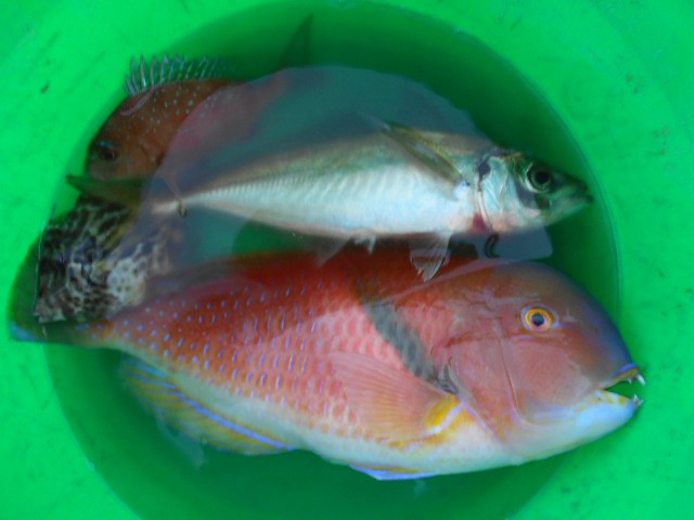 DSCN0229