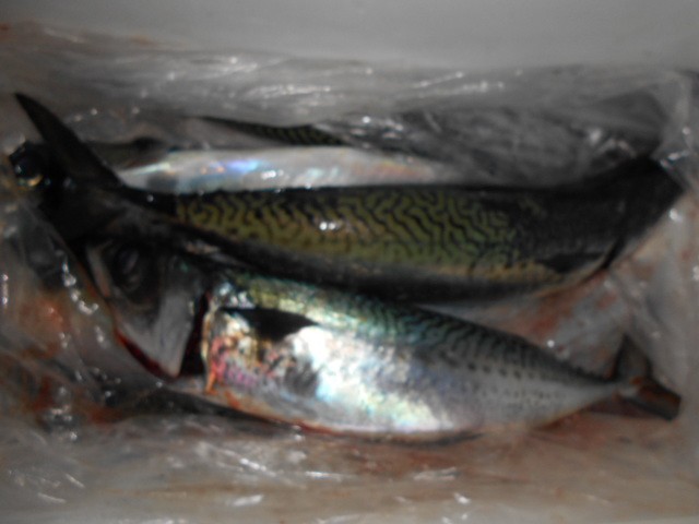 DSCN0231