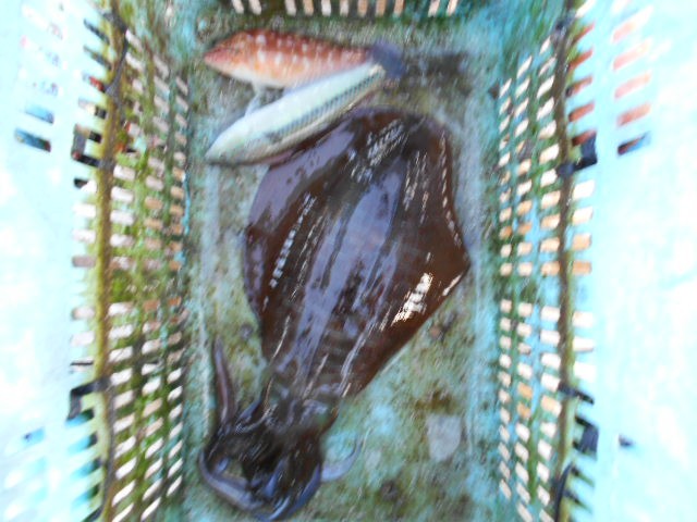 DSCN0234