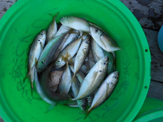 DSCN0248