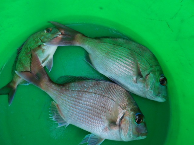 DSCN0262