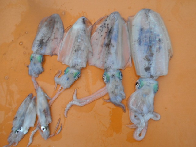 DSCN0266