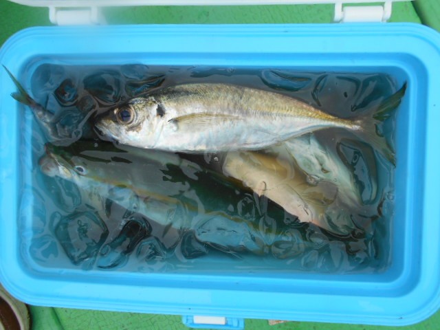 DSCN0417