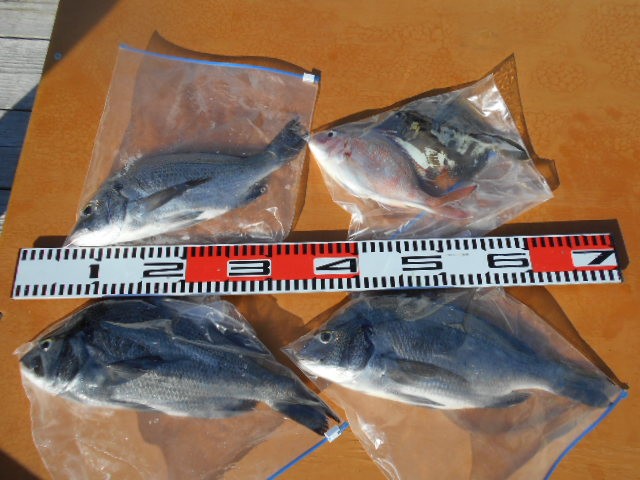 DSCN0452