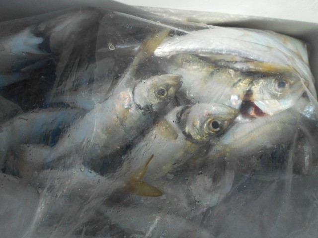 DSCN0491