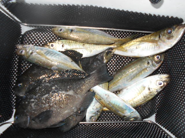 dscn0600