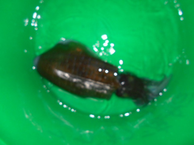 dscn0601